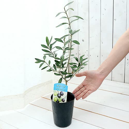 Amazon.co.jp: （観葉植物）果樹苗 オリーブの木 シプレッシーノ 3